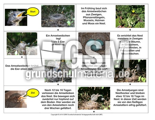 Domino-Amsel.pdf